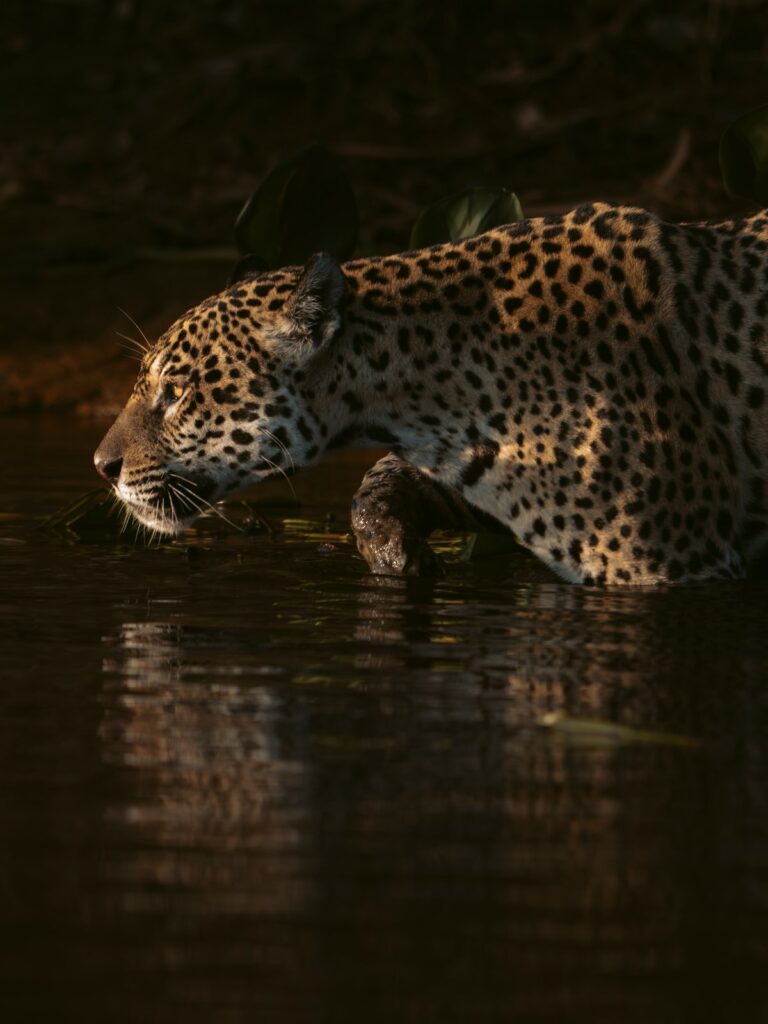 Jaguar in low golden light stepping into the river along a Pantanal riverbank, Brazil