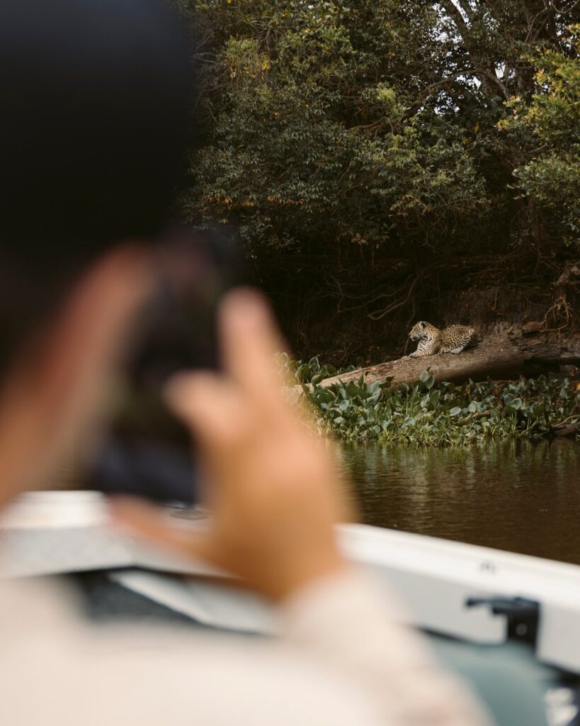 Out-of-focus photographer on a boat in the foreground, photographing a jaguar resting on a fallen log above water hyacinth