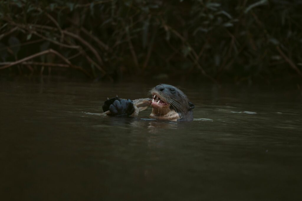 Giant otter eating a fish in a dark river, holding it in its front paws, Pantanal, Brazil