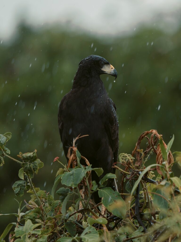 Great black hawk perched on top of a shrub during a rain shower, Pantanal, Brazil